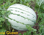 Sale 50 Seeds Dixie Queen Watermelon White &amp; Red Citrullus Lanatus Melon... - $9.90