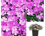 Pink Phlox Subulata 4inches Creeping Phlox Moss Pink Mountain Phlox Live... - £19.60 GBP