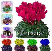 USA SELLER 200 Pcs Colorful Cyclamen Flores Seed Perennial Natural Growth Cyclam - $31.34