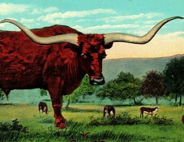 Vtg Postcard Texas Long Horn Steer Width of Horns 9 Ft. 6 In UNP Seawall - £5.38 GBP