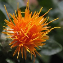 SGHOST 300 Safflower Saffron Carthamus Tinctorius Yellow Orange Flower Seeds * U - £8.35 GBP