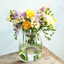 45 Freesia - Sunny Day Collection 45 Flower Bulbs - Garden Plant - $48.99