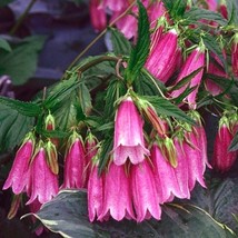 Campanula Punctata Rubriflora Cherry Bells Spotted Bell Flower 50 Flower... - $10.17