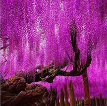 Wisteria Sinensis Tree Seeds Rose Redish Purple Colors - £4.49 GBP