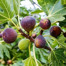 Brown Turkey Fig Trees | Live Plant 4-8 Inch Tall - £15.65 GBP