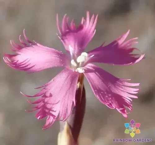 200 Cape Pink Carnation Seeds Fresh Seeds USA - $9.96