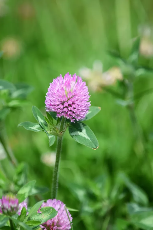 Medium Red Clover Cover Crop 1 oz Seeds For Planting - $15.74