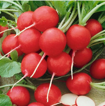 Radish Cherry Belle Heirloom Popular Root Vegetable Heirloom Nongmo 250 Seeds - £9.93 GBP