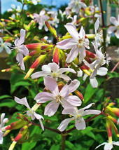 50 Seeds White Rock Soapwort Saponaria Vaccaria Alba Flower  - £7.67 GBP