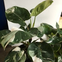 USA SELLER White Princess Variegated Philodendron Small Rooted Starter Plant Ext - £59.78 GBP