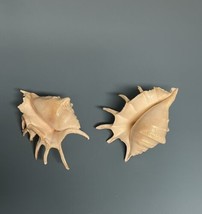 2 Lambis Seashells Spider Conch 5&quot;+ Aquarium Crafts Decor Shells - £11.98 GBP