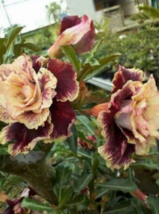 4 Pc Seeds Cream Maroon Desert Rose Flower, Adenium Seeds for Planting | RK - £16.78 GBP