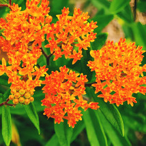 BStore Milkweed Orange Perennial Tuberosa Monarch Butterfly Host Plant Non Gmo 7 - £6.75 GBP