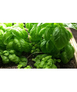 ArfanJaya Basil Italian Valentino Gourmet Organic Seeds Heirloom Non Gmo - $10.14