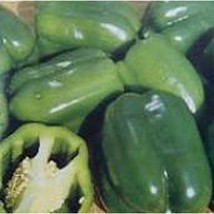 USA SELLER Keystone Resistant Giant #3 Sweet Peppers Seeds Fast Shipping - £7.95 GBP