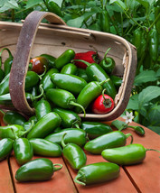 Grow In US 50 Jalapeno Hot Pepper Seeds Non Gmo Fresh - £6.52 GBP