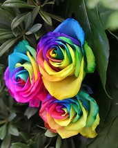 100 Seeds Heirloom &#39;Hot Wheels&#39; 5-color Rose Seedling Flower - $167.90 MXN