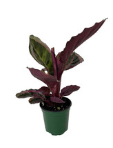 Angela Prayer Plant - Calathea roseopicta &#39;Angela&#39; - 4&quot; Pot - £41.55 GBP