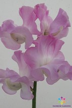 50 Lilac Romance Sweet Pea Seeds Free Shipping - $15.48