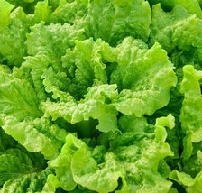 Black Seeded Simpson Lettuce Seeds 1000 Leafy Greens Garden Salad From US - £5.55 GBP