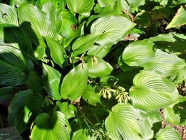 20 Permanent Wave Hosta Seeds USA Seller - £7.82 GBP