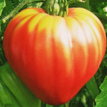 Tomato seeds - Pink Oxheart. - $3.99