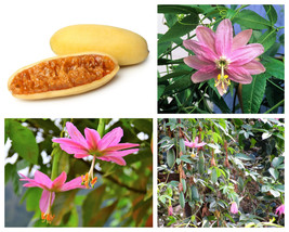 10 Banana Passion Fruit Pink Flower Passiflora Mollissima Yellow Vine Seeds Grow - $13.00