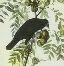 American Crow Bird 1946 Color Art Print John James Audubon Nature DWV2D - £31.57 GBP