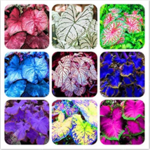 120 Pcs Multicolor Thailand Caladium Bonsai Flowers Potted Seeds Elephant Beauty - $20.00