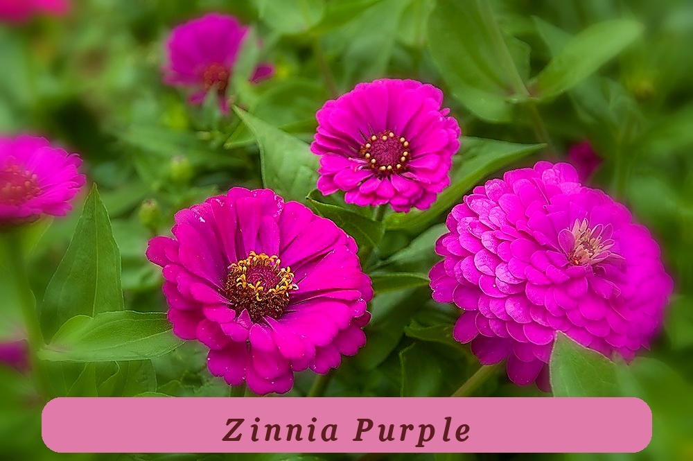 Purple Prince Zinnia Seeds Non-Gmo Variety Packet Sizes Fresh Harvest - $2.95