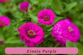 7506 zinnia purple pop thumb200