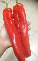 New Fresh Seeds 15 Giant Red Marconi Sweet Pepper Seeds From Italy 8 10In Large - £7.31 GBP