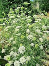 Queen Anns Lace 1005 Seeds Daucus Carota Wild Carrot Wildflower Bulk See... - £6.69 GBP