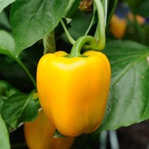 VP Canary Yellow Bell Pepper Seeds 50+ Capsicum Anuum Sweet Vegetable Us... - £1.83 GBP