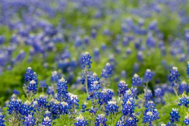 Texas Bluebonnets (Lupinus Texensis) 50 Seeds Fresh Garden - £11.17 GBP