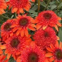 50 of Moab Sunset Coneflower Seeds Echinacea  - Perennial seed - £5.43 GBP