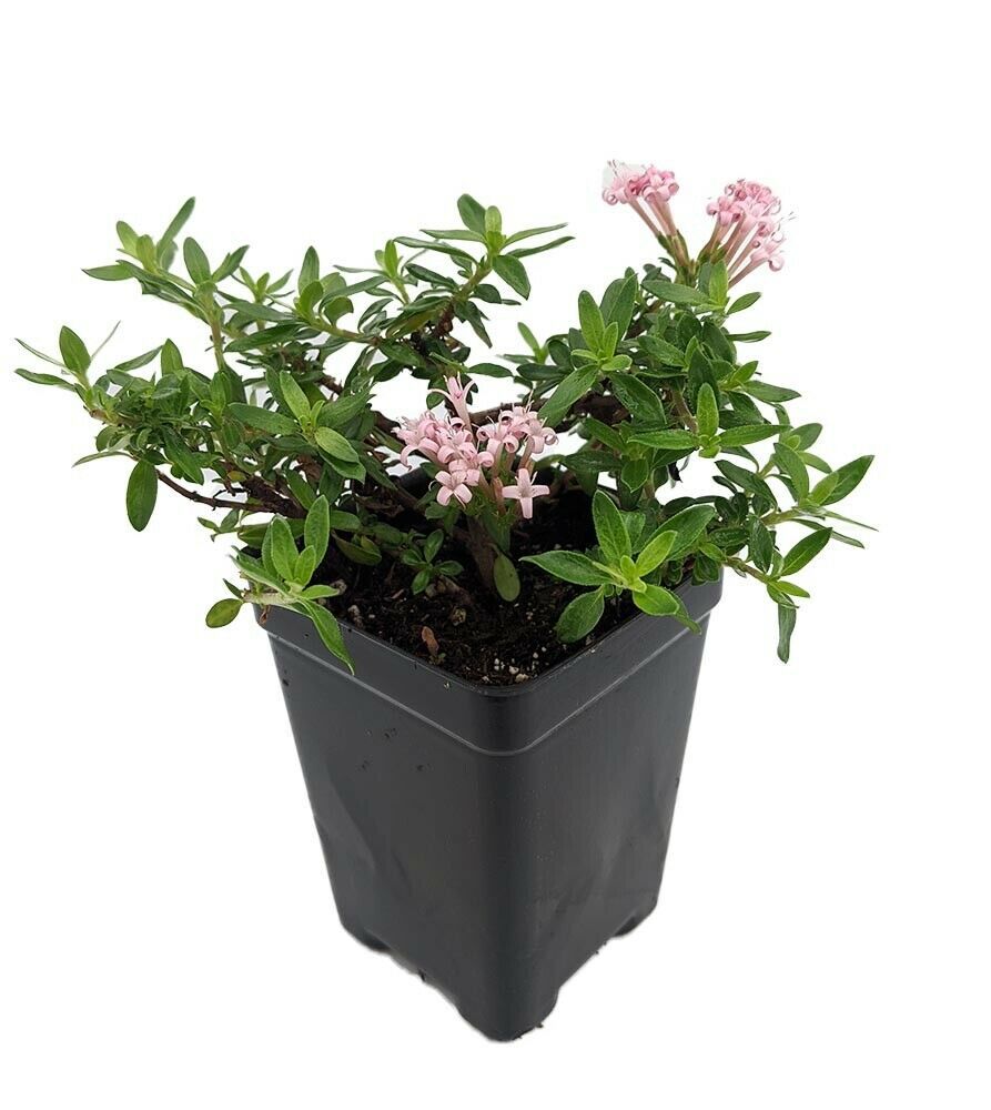 Primary image for 2.5" Pot - Miniature Trumpet Flower - Putatoria calibrica - Fairy Garden Plant