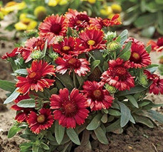 VP Blanket Flower Burgundy Red Flowers / Perennial / Gaillardia Native / Organic - £5.07 GBP
