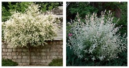 8-12&quot; Tall - 4&quot; Pot - Japanese Nishiki Dappled Willow Shrub/Tree - Live Plant  - £77.43 GBP