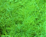 Dill Seed Bouquet  200 Seeds Non- Gmo Fast Shipping - $7.99