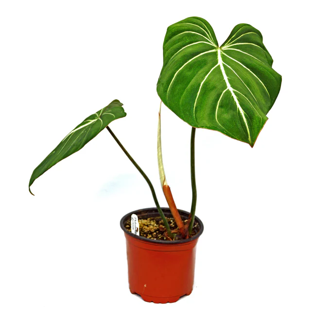 LWS Philodendron Gloriosum 5.5&quot; Pot Fast Shipping - $159.98