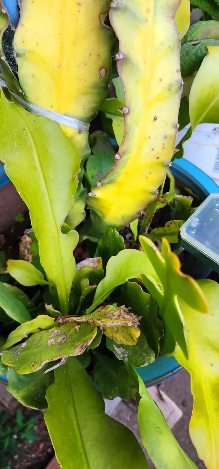 Epiphyllum Oxypetallum (Queen of the Night) LIVE PLANT/ROOTED Pink Color... - $29.99