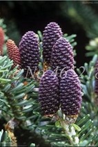 100 Seeds Korean Fir Flores Abies Koreana Seeds Purple Fruits Color Garden - £14.68 GBP