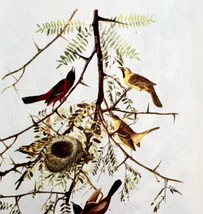 Orchard Oriole Bird Lithograph 1950 Audubon Antique Art Print DWP6B - £23.97 GBP
