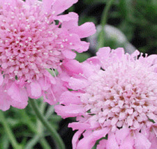 TH 25 Seeds Pink Diamonds Scabiosa Pincushion Flower Seeds / Perennial - $15.97