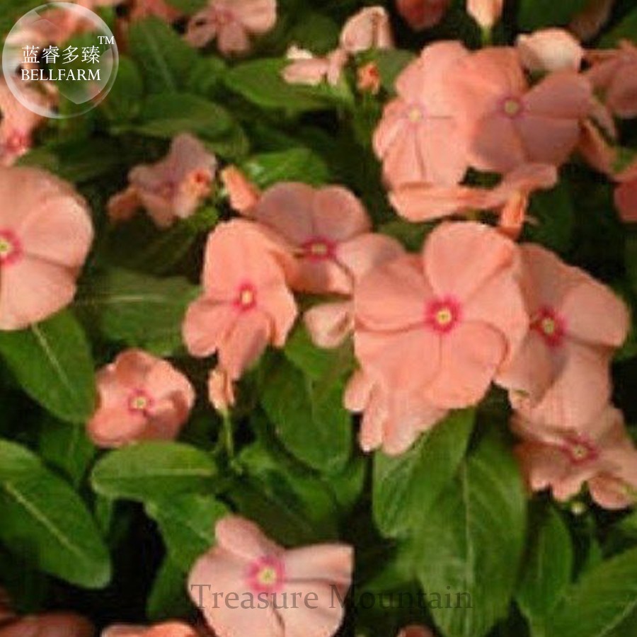 10 Seeds Violet Star Vinca Flower Deep Purple Petals With White Stripe G... - $2.94