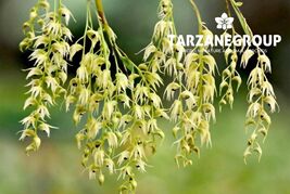 DENDROBIUM STRONGYLANTHUM MINIATURE ORCHID POTTED - $28.05