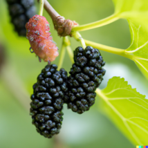 Black Mulberry Tree Seeds (Morus nigra) | Sweet Edible Fruits 50+ Seeds - £8.93 GBP