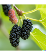 Black Mulberry Tree Seeds (Morus nigra) | Sweet Edible Fruits 50+ Seeds - £8.64 GBP