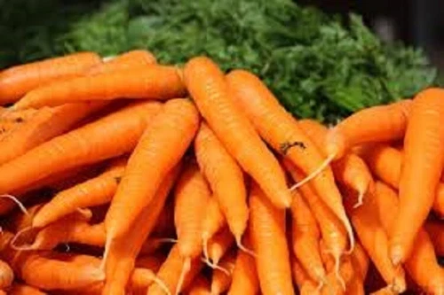 Danvers 126 Carrot Organic Seed Since 1870 Sweet US Fast Shipping - $36.55 MXN